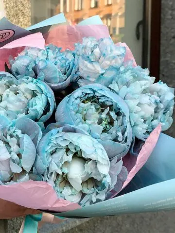 Кўк пионлар букети