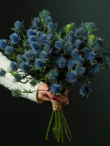 Bouquet of eryngiums
