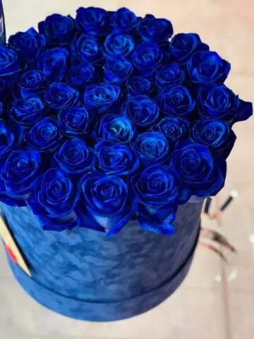 Blue Dutch roses