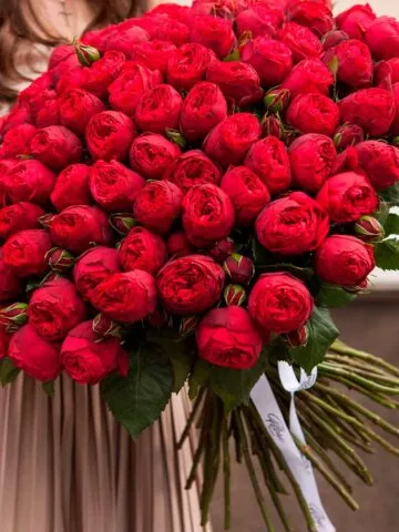 101 peony rose