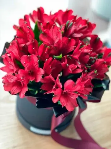 Burgundy alstroemerias in a box