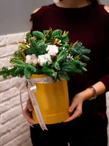 Composition of nobilis with cotton