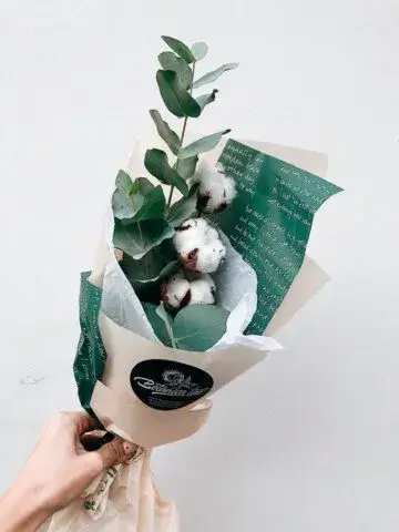 Eucalyptus branch