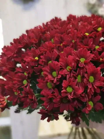 Dutch chrysanthemums