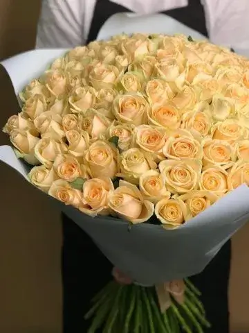 101 cream rose