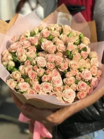 51 spray rose