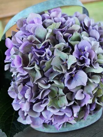 Hydrangea in a basket