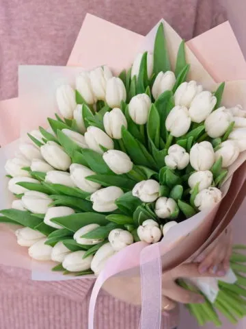 51 white tulip