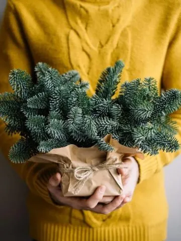 Bouquet «Polar Express»