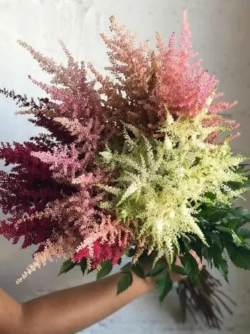 Bouquet «Beira»