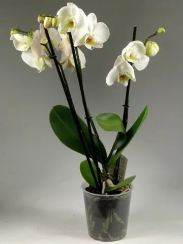 Orchid Phalaenopsis 3--stem