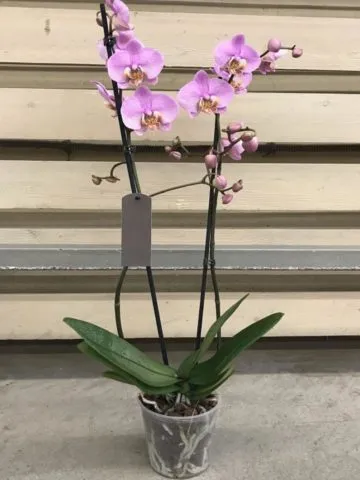 Orchid Phalaenopsis 2--stem